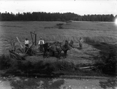 Rågskärning med avläggare av märket Deering, 1926-08-05