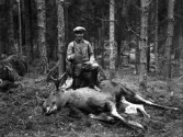 John Eriksson har fällt en älg vid Elmerud i Norrbyås, 1930-tal