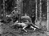 Johan och Filip Eriksson vid skjuten älg, 1930-tal