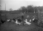 Höns och gäss på Lysinge gård, 1930-tal