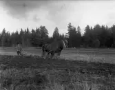Plöjning med häst i Hidingsta, 1930-tal