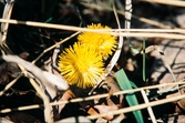 Tussilago. Hornsö, 1967.