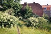 Trädgård. Kv. Mörner i Växjö, 1974.