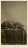 Porträtt av hund, 1870-tal