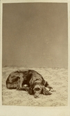 Porträtt av hund, 1870-tal