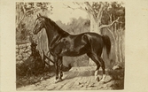 Hästmålning, 1860-tal