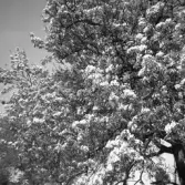 Blommande fruktträd vid Karlstorp, 1940-tal