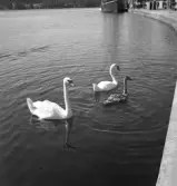Svanpar med unge, 1930-tal