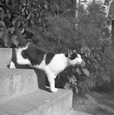 Katt på trappa i Karlstorp, 1930-tal
