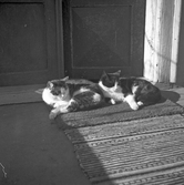 Katter vilar på dörrmattan i Karlstorp, 1930-tal