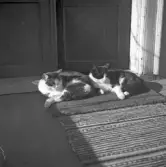 Katter vilar på dörrmattan i Karlstorp, 1930-tal