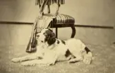 Porträtt av hund, 1870-talet
