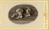 Porträtt av hund, 1878