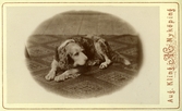 Porträtt av hund, 1870-talet
