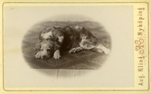 Porträtt av hund, 1870-talet