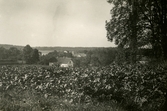 Vinäs slottsuin från skogskanten, ca 1920