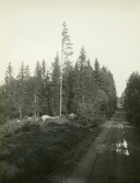 Skogsväg vid Vinäs slottsuin, ca 1920