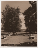 Stenbänkar i parken, 1945