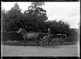 Veterinärläkaren H. Welin med häst och vagn