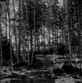 Järnvägsräls i skogen.