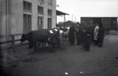 Nötkreatur och människor vid ett slakteri. Slakteribolagets transport i bakgrunden. Ur Walter Olsons negativsamling.