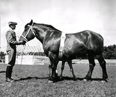 Husdjursavel. Bilder från lantbruksmötet, 1945 på Påskbergsvallen i Varberg. Sto med föl. Tillhör samlingen med fotokopior från Hallands Nyheter som är från 1930-1940-talen.