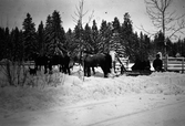 Snöplogning med tre hästar, 1940-tal