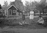 Matning av gäss vid Karlstorp, 1940-tal