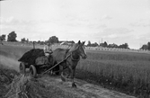 Utkörning av gödsel i Bärsta, 1940-tal