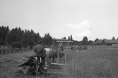 Veteskärning med självbindare vid Karlstorp, 1940-tal