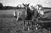 Maja Karlsson och vän sköter självbindaren, 1940-tal