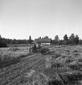 Havreskärning med självbindare vid Karlstorp, 1940-tal