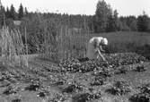 Trädgårdsarbete i Karlstorp, 1940-tal