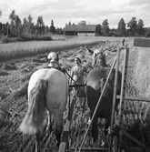 Rågskärning med självbindare, 1940-tal