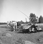 Skördearbete med självbindare på Karlstorp, 1940-tal