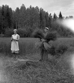 Skördning av lin vid Karlstorp, 1940-tal