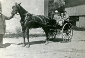 Fyra barn i gigg dragen av gårdens häst, 1920-tal