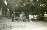 Vagn och oxe vid Bystad herrgård, 1910-tal