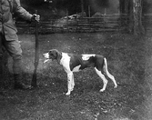 Jakthund i Brevenskogarna, 1910-tal
