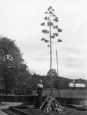 Ebba Gripenstedt vid träd vid Nynäs slott, 1910-tal