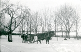 Sala sf.
Släde förspänd med oxe. Början av 1900-talet.