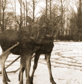 Älgarna Kalle och Kajsa med kälke på Färna herrgård, 1912