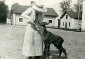 Kvinna matar älgkalv på Färna herrgård, 1912