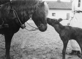 Häst och älgkalv på Färna herrgård, 1912