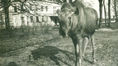 Älg framför huvudbyggnaden på Färna herrgård, 1912