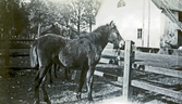 Häst vid staket på Färna herrgård, 1913