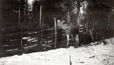 Älg vid gärdesgård på Färna herrgård, 1913