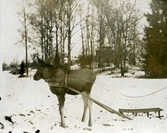 Älgen Kajsa med släde på Färna herrgård, 1913