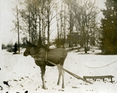Älgen Kajsa med släde på Färna herrgård, 1913