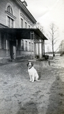 Hund framför byggnad på Färna herrgård, 1913